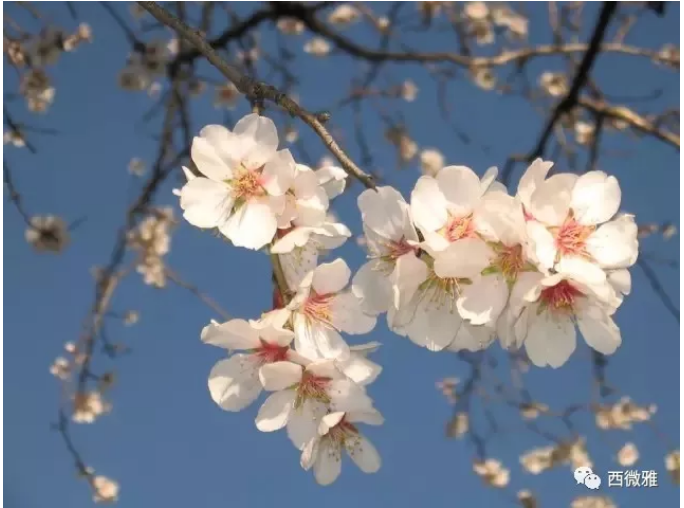 貴族堅果-加州扁桃仁(圖4) 貴族堅果-加州扁桃仁(圖4)