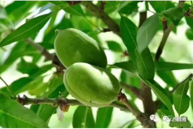 貴族堅果-加州扁桃仁(圖7) 貴族堅果-加州扁桃仁(圖7)