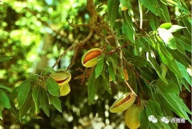 貴族堅果-加州扁桃仁(圖9) 貴族堅果-加州扁桃仁(圖9)