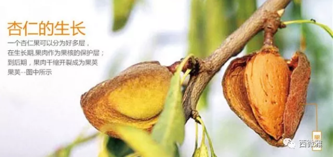 貴族堅果-加州扁桃仁(圖13) 貴族堅果-加州扁桃仁(圖13)